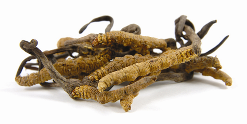 cordyceps