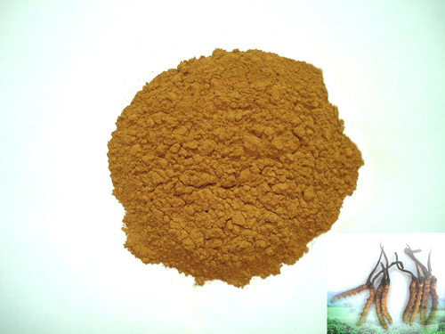 cordyceps cs-4 powder