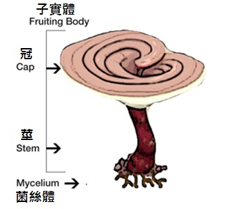 medicinal mushroom