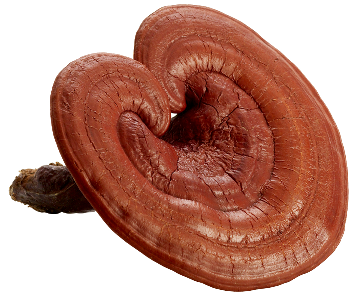 reishi front